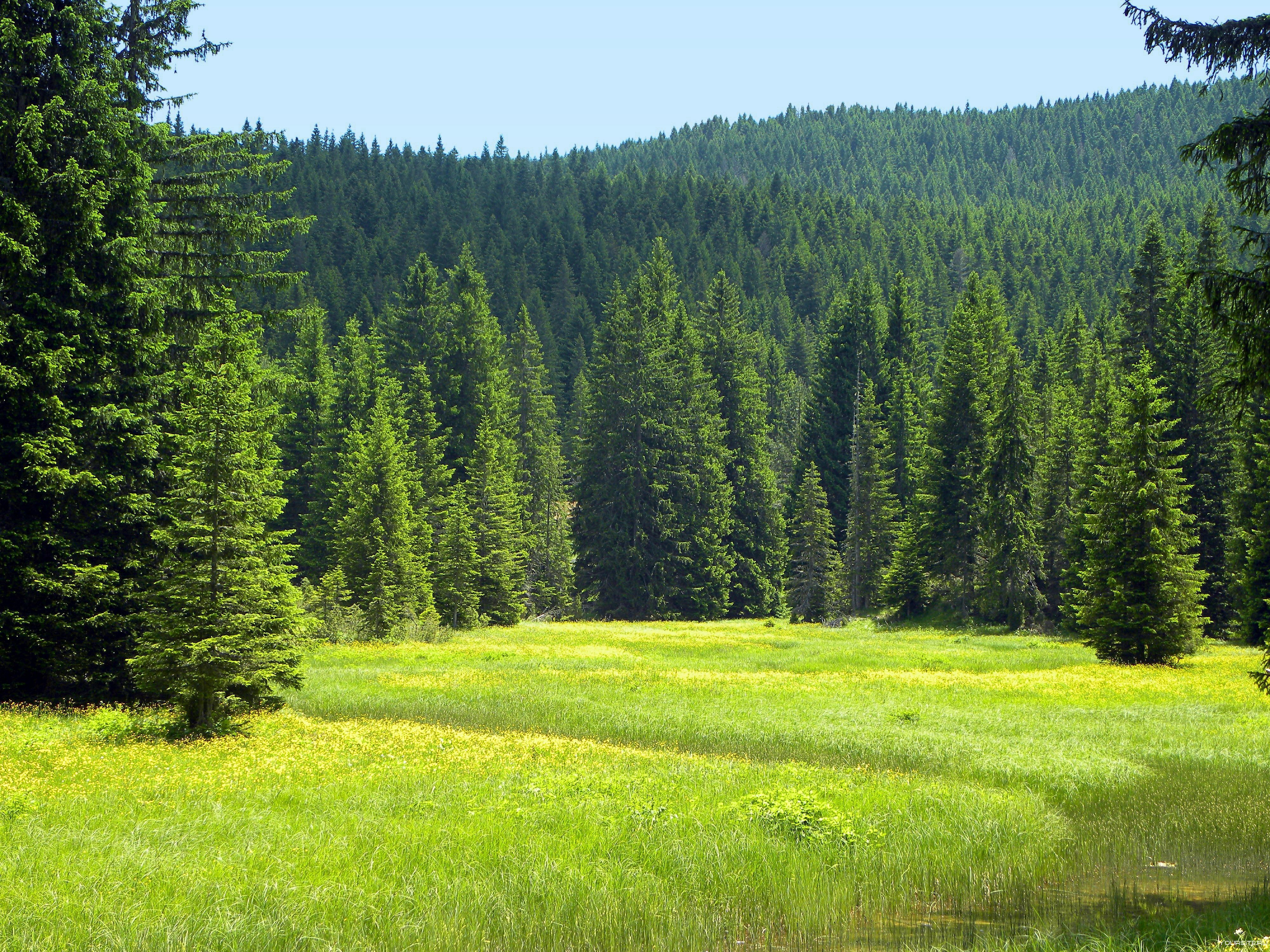 План проведения лесоустройства на землях населенных пунктов, в границах сельских поселений Подосиновского муниципального района Кировской области.