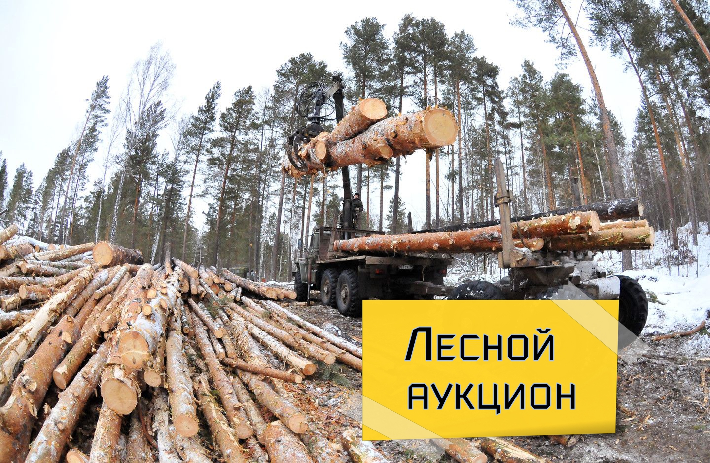 Информация об аукционах на право заключения договоров купли-продажи лесных насаждений в электронной форме..