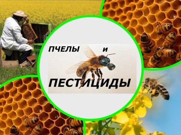 РЕКОМЕНДАЦИИ  ПО ПРОФИЛАКТИКЕ И ПРЕДУПРЕЖДЕНИЮ ОТРАВЛЕНИЙ  МЕДОНОСНЫХ ПЧЕЛ В КИРОВСКОЙ ОБЛАСТИ.